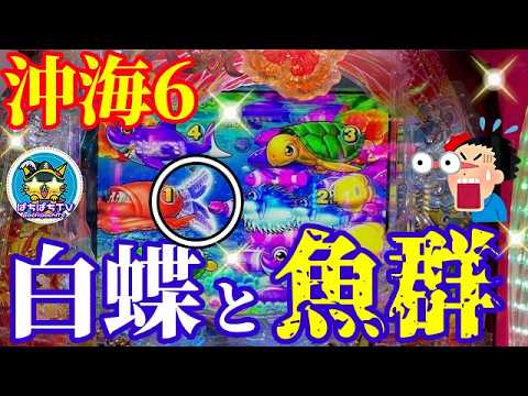 【沖海6】地味ながら激アツの白蝶🦋＆魚群発生‼️🐠そして絶好調モードへ…！ぱちぱちTV【1157】Pスーパー海物語IN沖縄6 第35話 #海物語#パチンコ#ぱちぱちtv