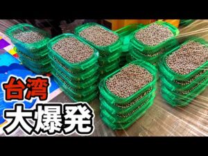 【台湾】全台モーニング新台と奇跡の大爆発！［パチンコ•パチスロ実践］［昭和レトロ］